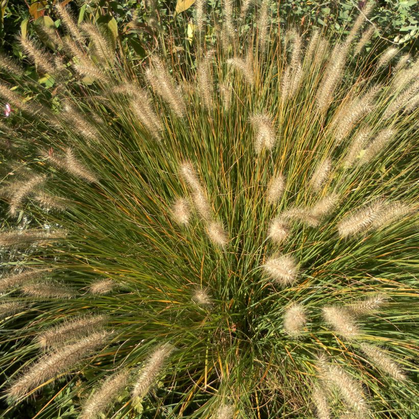 Pennisetum alopecuroïdes Hameln (Porto)