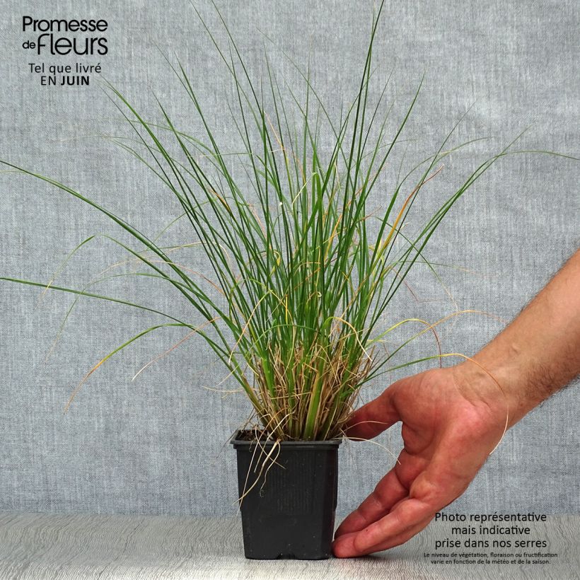 Esemplare di Pennisetum alopecuroïdes Hameln Vasetto da 8/9 cm consegnato in estate