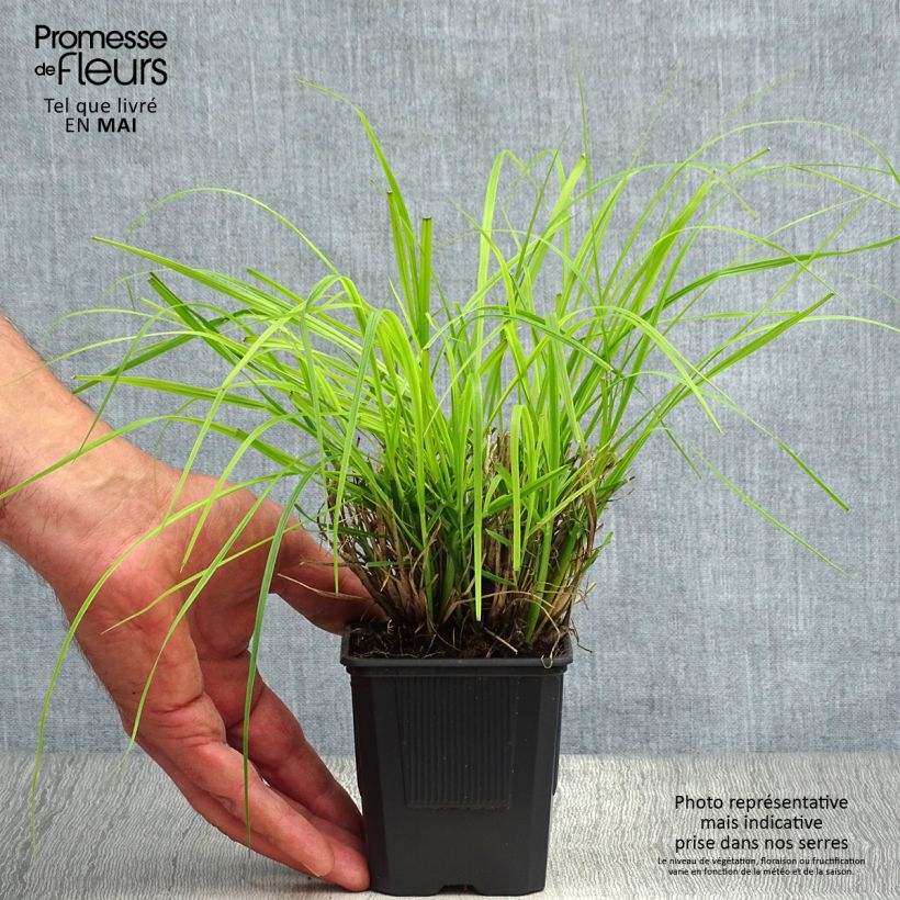 Pennisetum alopecuroïdes Hameln Vasetto da 8/9 cm esemplare consegnato in primavera