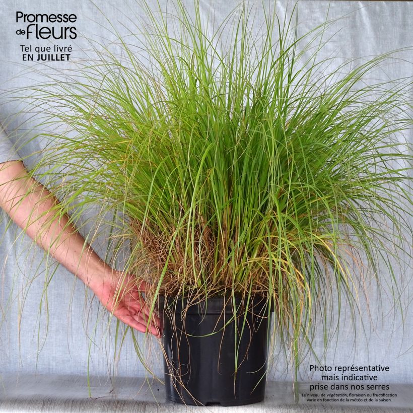 Esemplare di Pennisetum alopecuroïdes Hameln Vaso da 7,5L/10L consegnato in estate