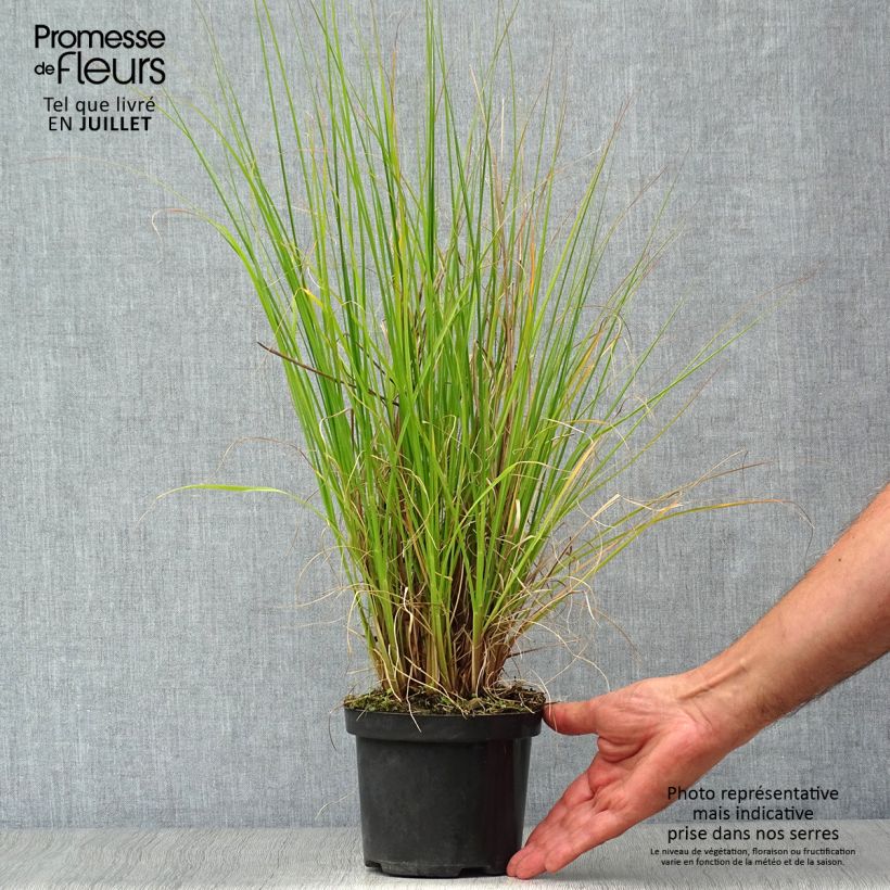 Esemplare di Pennisetum alopecuroïdes Hameln Vaso da 1L/1,5L consegnato in estate