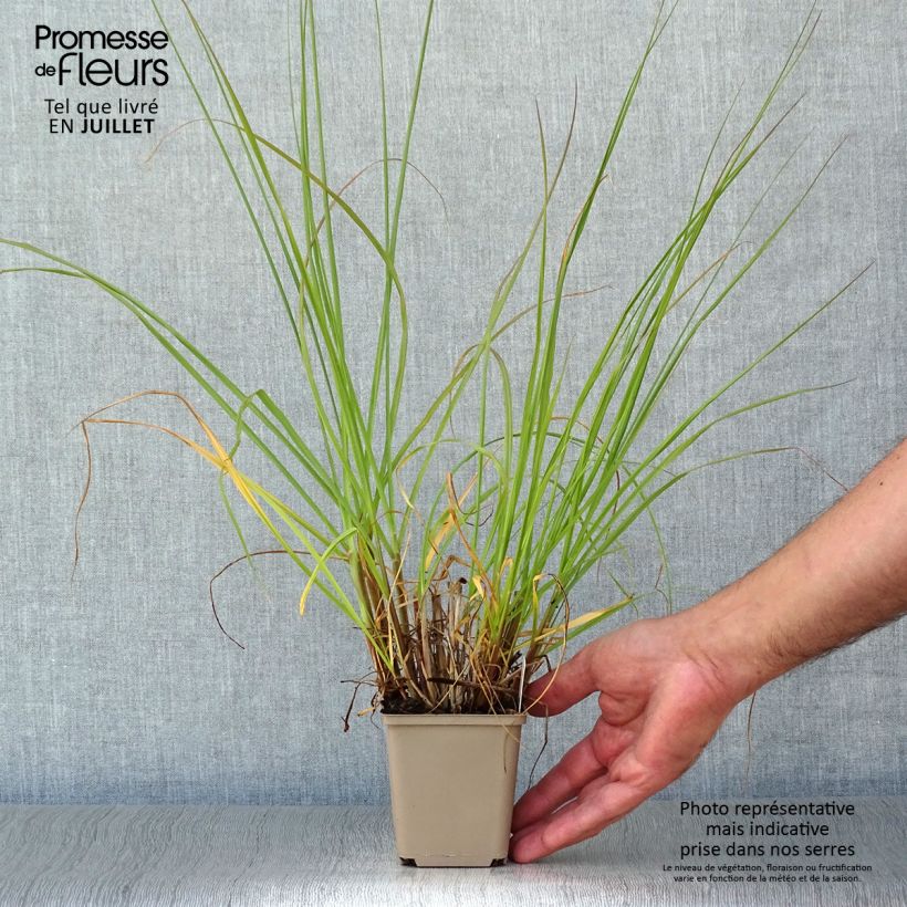 Esemplare di Pennisetum alopecuroïdes Herbstzauber Vasetto da 8/9 cm consegnato in estate