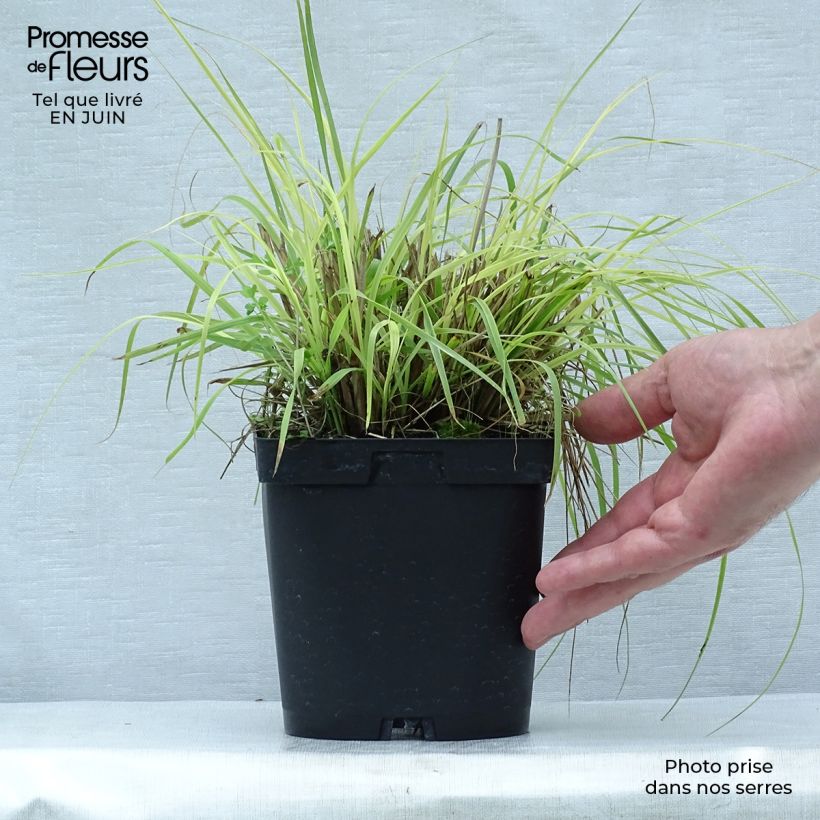 Esemplare di Pennisetum alopecuroïdes Herbstzauber Vaso da 2L/3L consegnato in estate