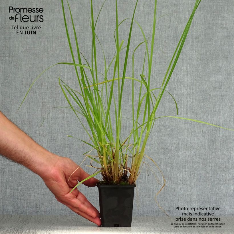 Esemplare di Pennisetum alopecuroïdes Japonicum Vasetto da 8/9 cm consegnato in estate