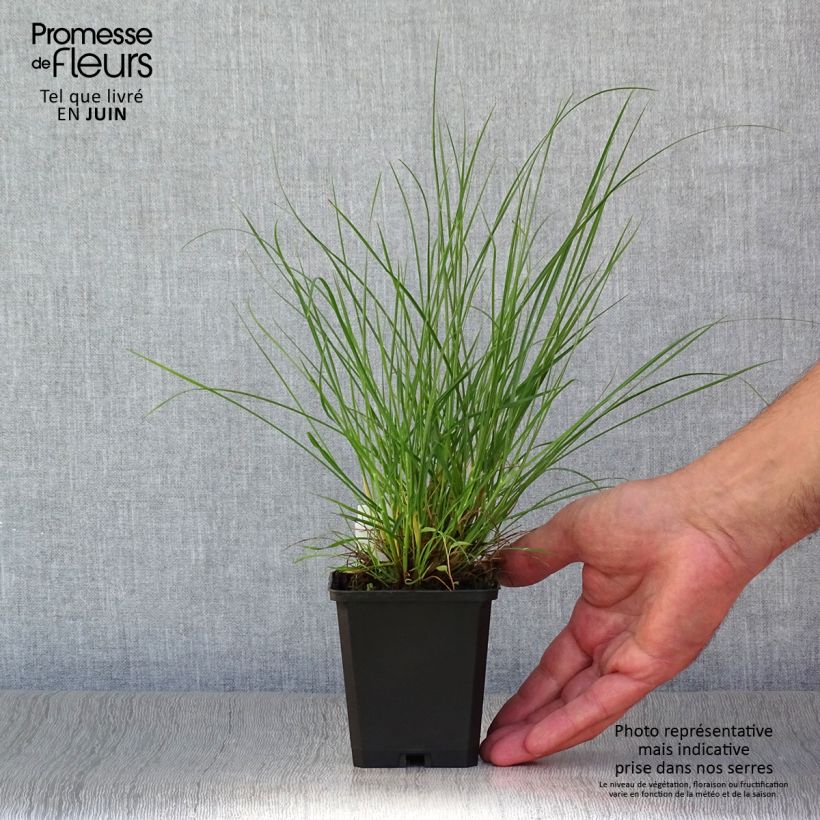 Esemplare di Pennisetum alopecuroïdes Little Bunny Vasetto da 8/9 cm consegnato in estate