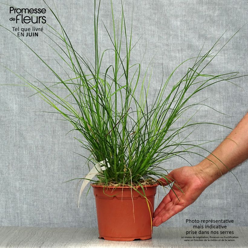 Esemplare di Pennisetum alopecuroïdes Little Bunny Vaso da 2L/3L consegnato in estate