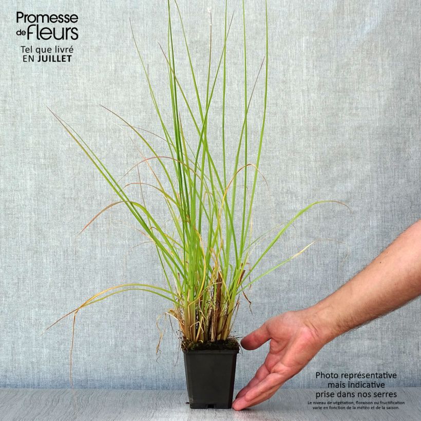 Esemplare di Pennisetum alopecuroïdes Magic Vasetto da 8/9 cm consegnato in estate