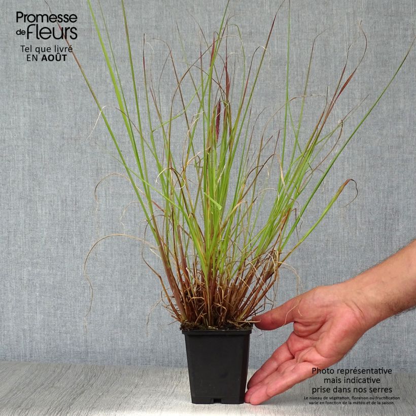 Esemplare di Pennisetum alopecuroïdes f. viridescens Vasetto da 8/9 cm consegnato in estate