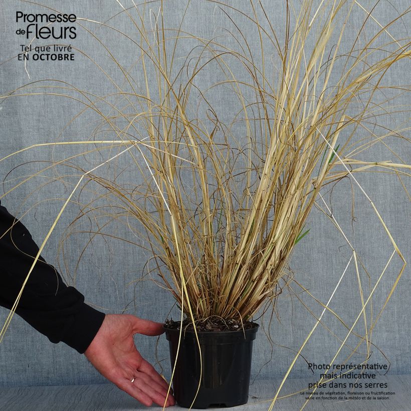 Esemplare di Pennisetum alopecuroïdes f. viridescens Vaso da 2L/3L come consegnato in autunno