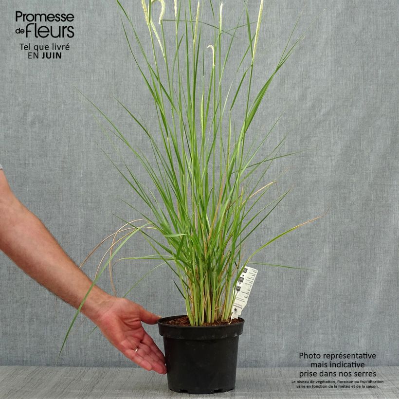 Esemplare di Pennisetum macrourum Vaso da 2L/3L consegnato in estate