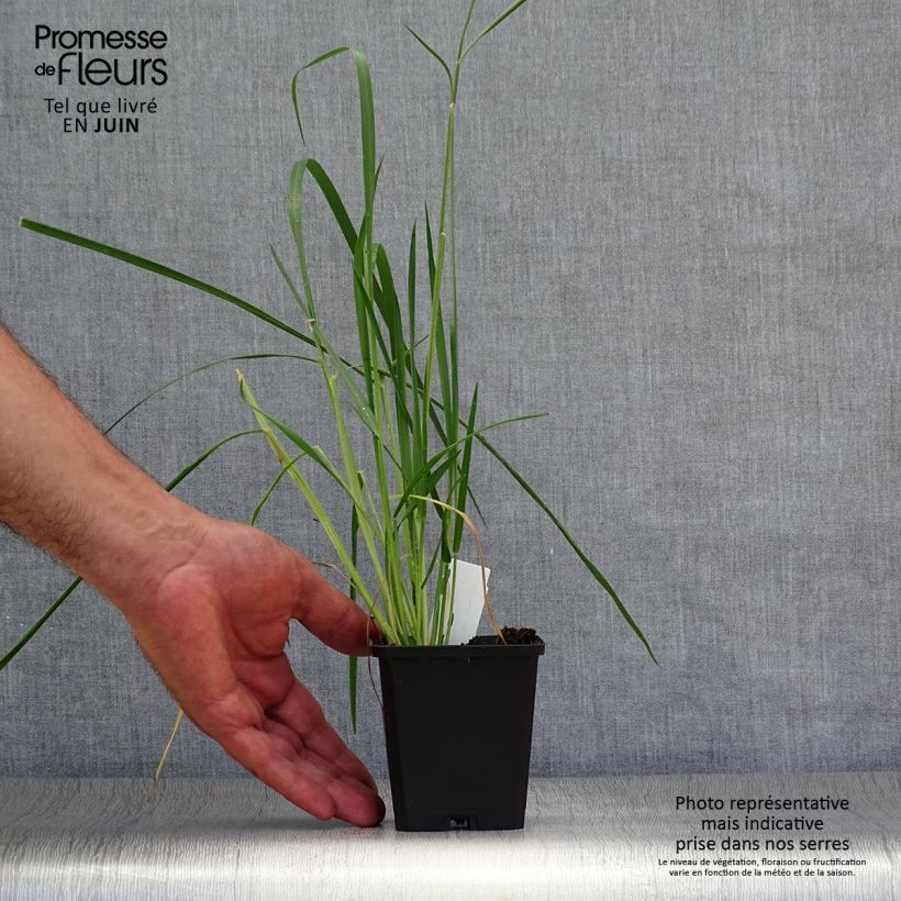 Esemplare di Pennisetum macrourum Vasetto da 8/9 cm consegnato in estate