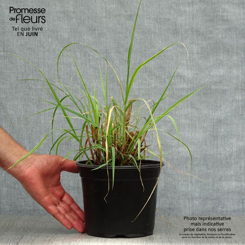 Esemplare di Pennisetum orientale Vaso da 2L/3L consegnato in estate
