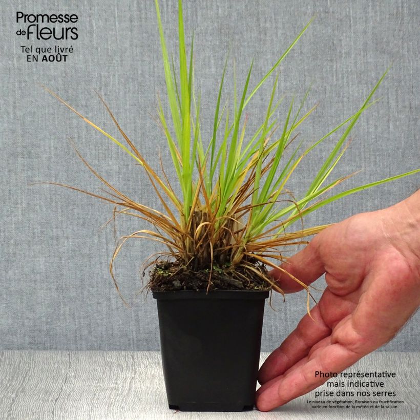 Esemplare di Pennisetum orientale Fairy Tails Vasetto da 8/9 cm consegnato in estate