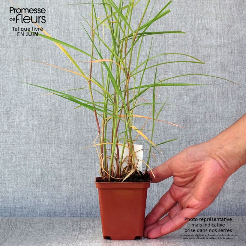 Esemplare di Pennisetum orientale Karley Rose Vasetto da 8/9 cm consegnato in estate