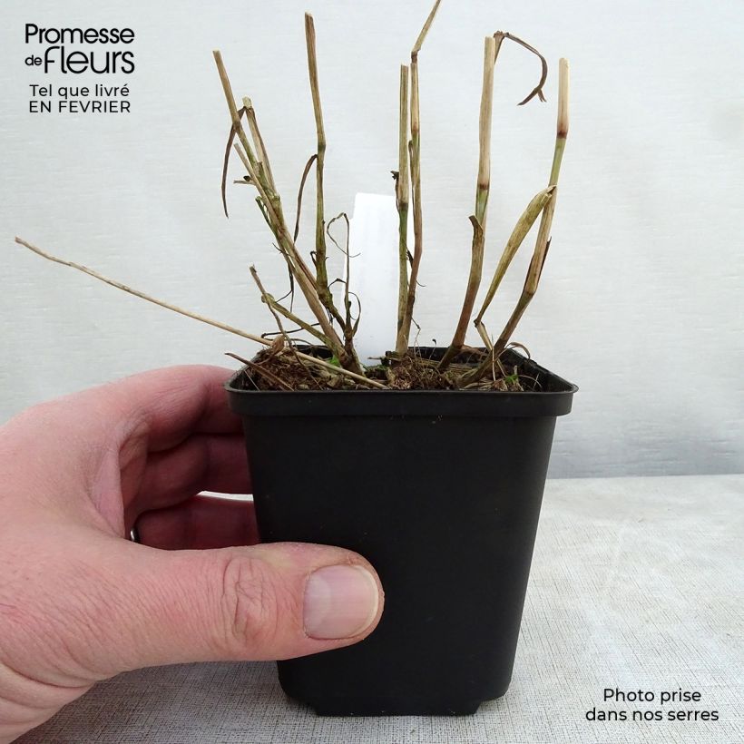 Pennisetum orientale Shogun Vasetto da 8/9 cm esemplare consegnato in inverno