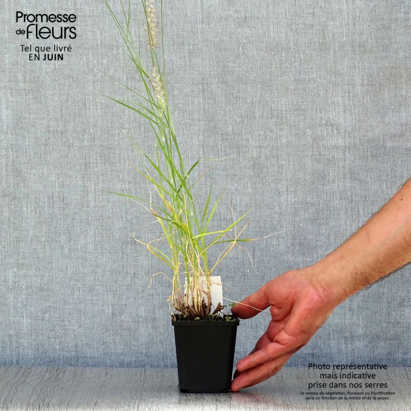 Esemplare di Pennisetum orientale Tall Tails Vasetto da 8/9 cm consegnato in estate