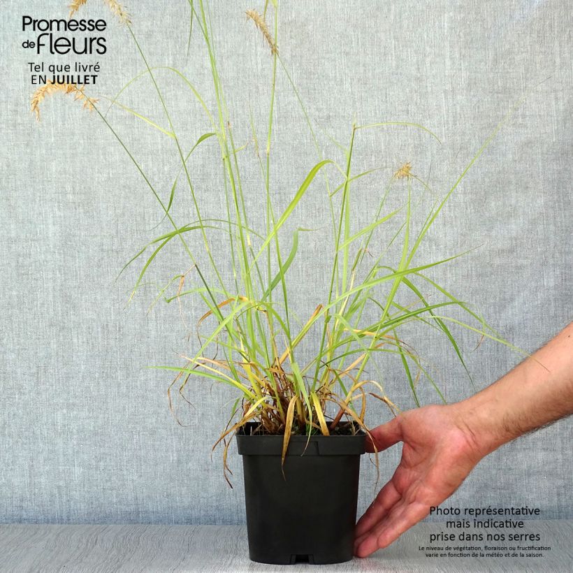 Esemplare di Pennisetum orientale Tall Tails Vaso da 2L/3L consegnato in estate