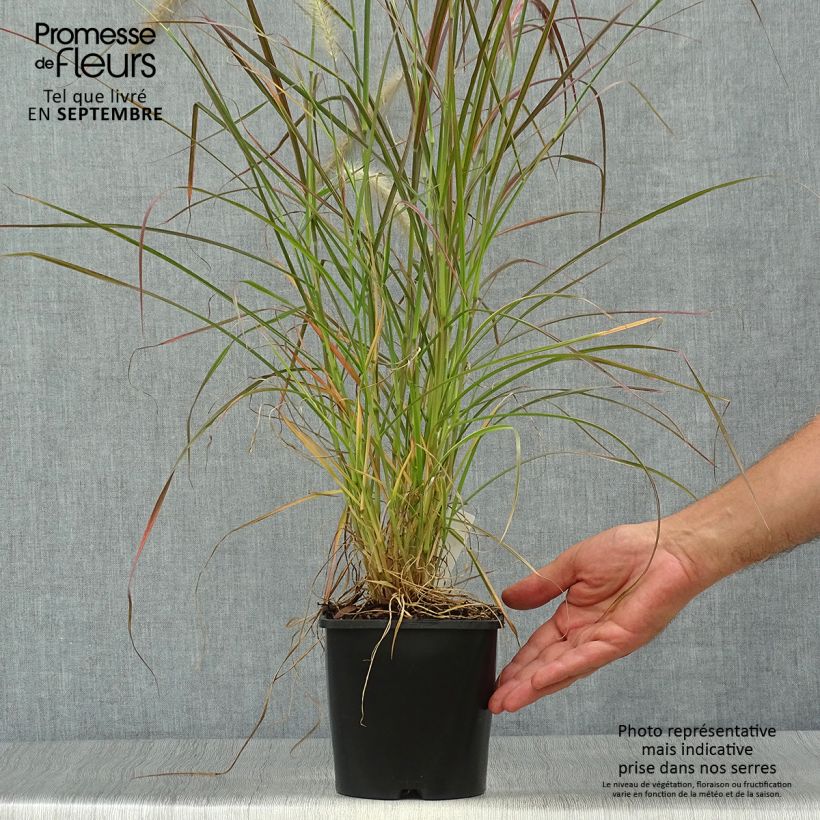 Esemplare di Pennisetum setaceum Firework - Penniseto allungato Vaso da 2L/3L come consegnato in autunno