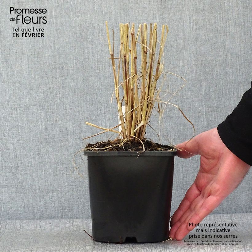 Pennisetum setaceum Firework - Penniseto allungato Vaso da 2L/3L esemplare consegnato in inverno