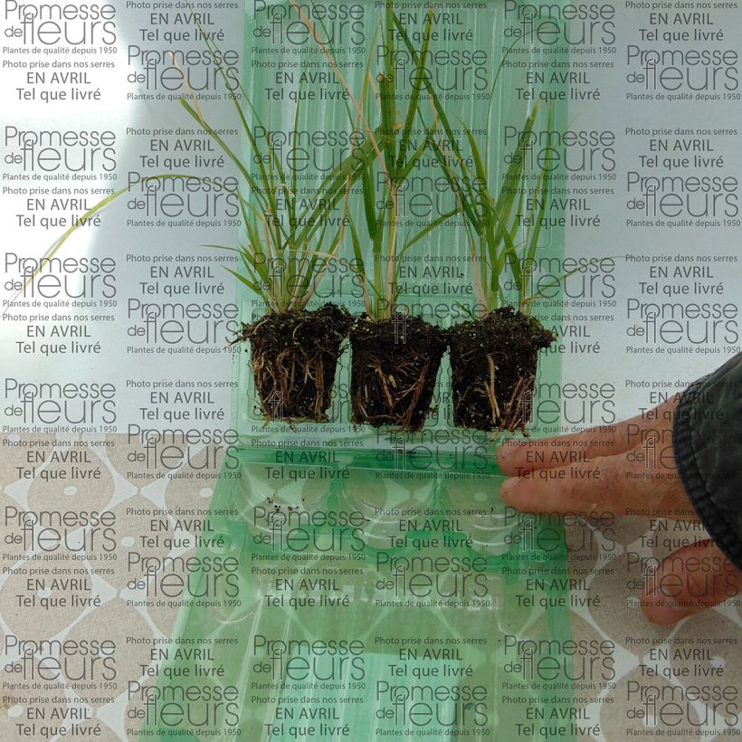 Esempio di esemplare Pennisetum setaceum - Penniseto allungato mini zolla... come consegnato