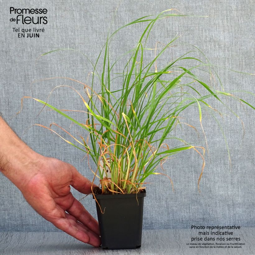 Esemplare di Pennisetum villosum - Penniseto lanceolato Vasetto da 8/9 cm consegnato in estate