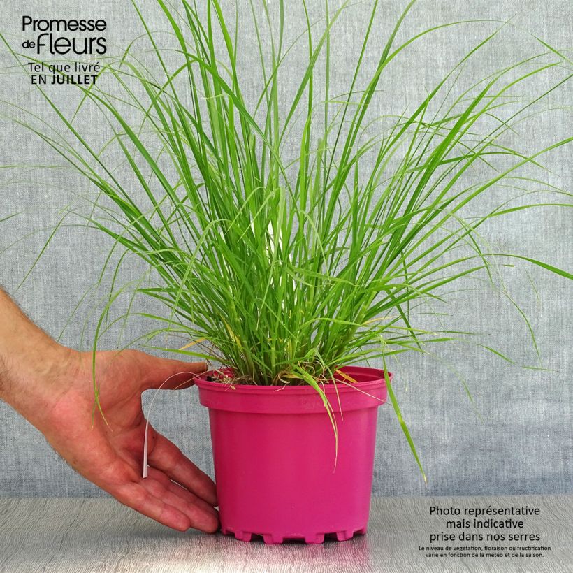 Esemplare di Pennisetum villosum - Penniseto lanceolato Vaso da 2L/3L consegnato in estate