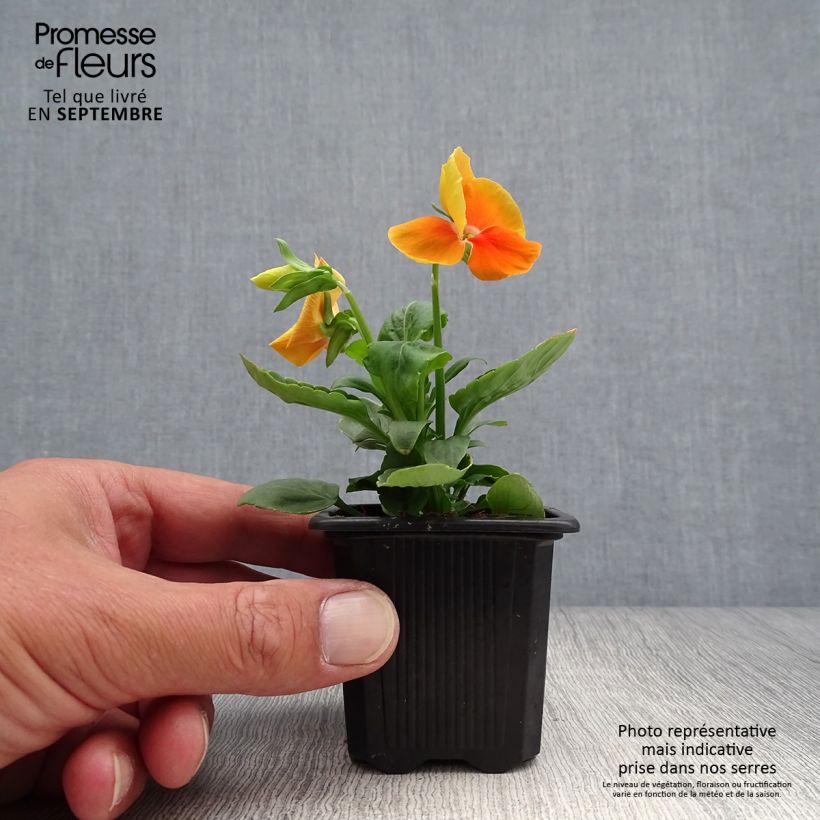 Esemplare di Viola Matrix F1 Orange Deep Vasetto da 7/8 cm come consegnato in autunno