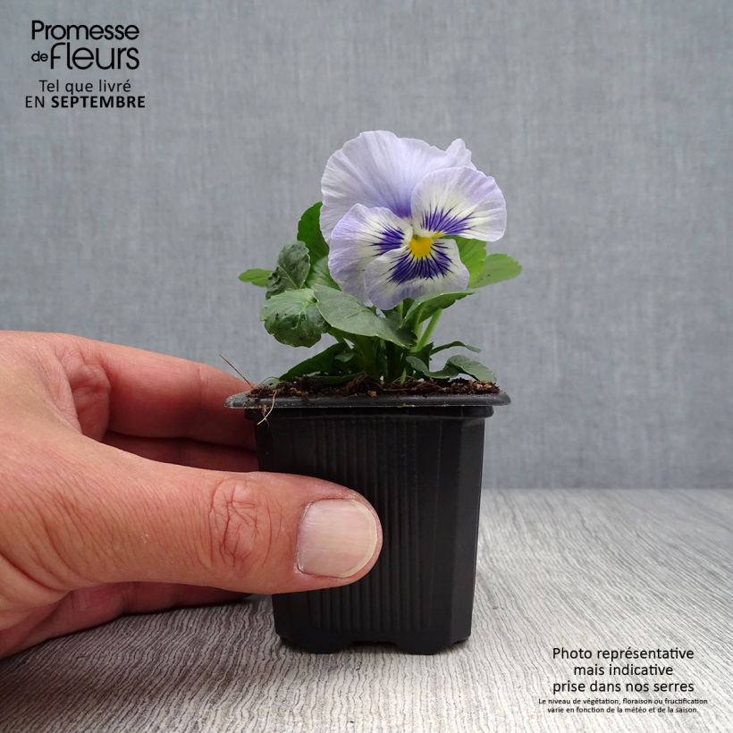 Esemplare di Viola Prim'Up Ocean Mix Vasetto da 7/8 cm come consegnato in autunno