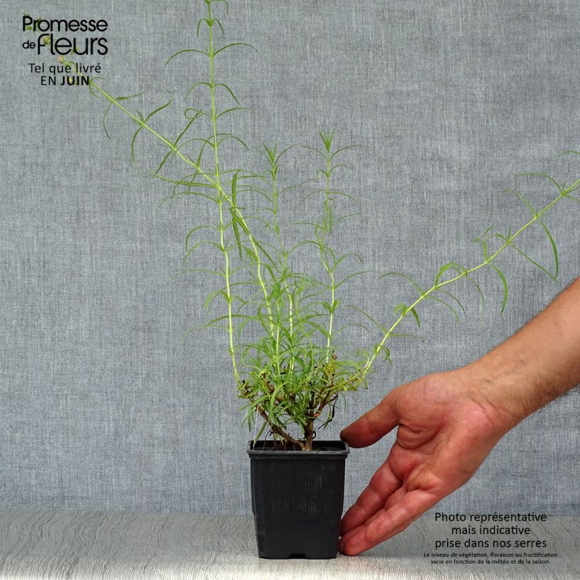 Esemplare di Penstemon Evelyn Vasetto da 8/9 cm consegnato in estate