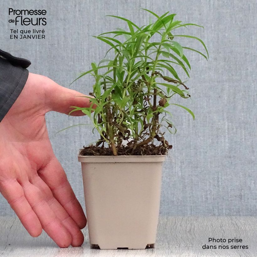 Penstemon Harlequin Red Vasetto da 8/9 cm esemplare consegnato in inverno