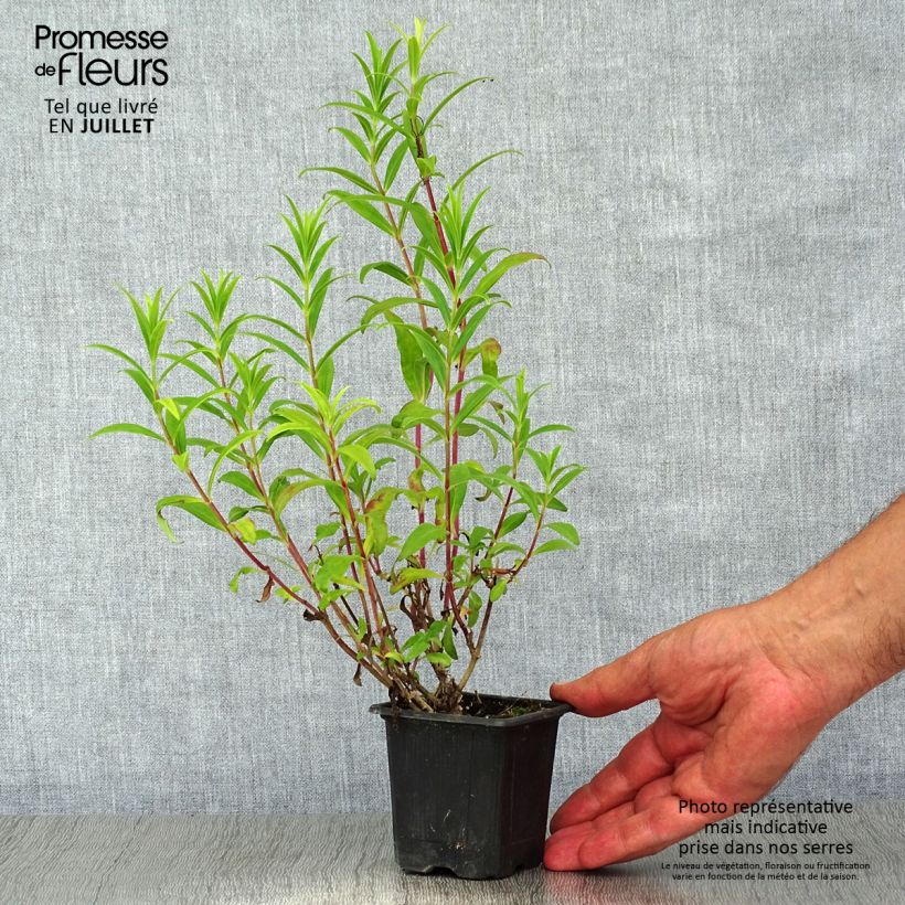 Esemplare di Penstemon Hewell Pink Bedder Vasetto da 8/9 cm consegnato in estate
