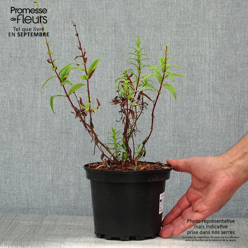 Esemplare di Penstemon Hewell Pink Bedder Vaso da 2L/3L consegnato in estate
