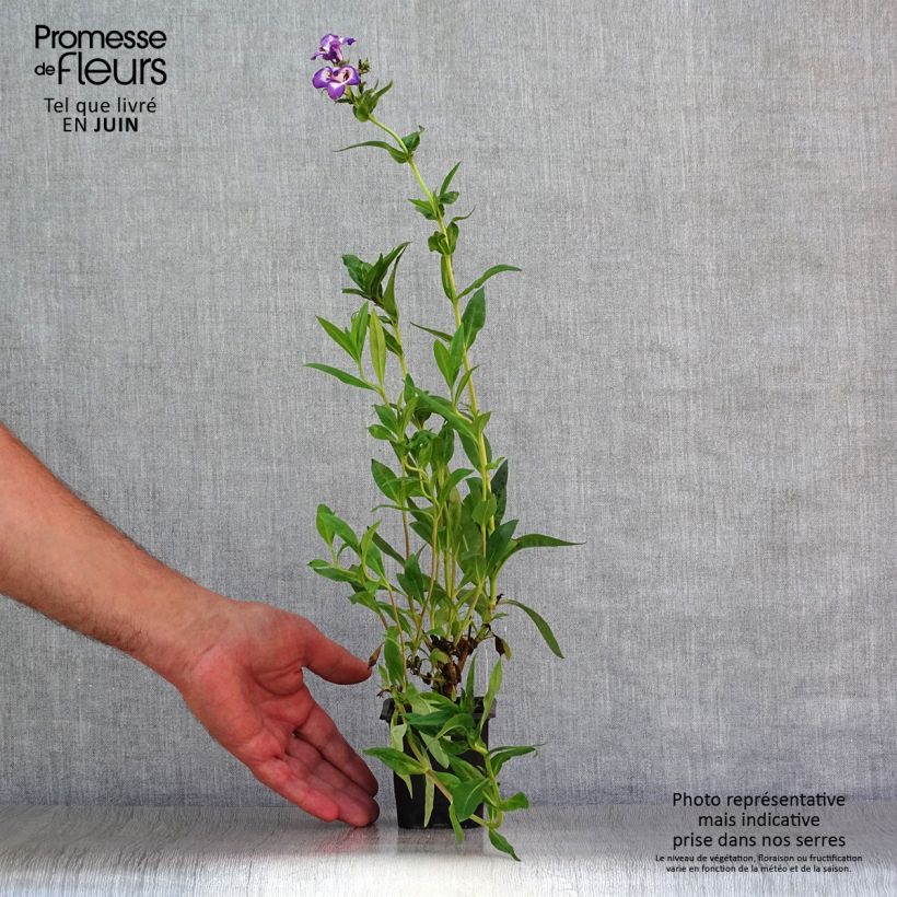 Esemplare di Penstemon Pensham Czar Vasetto da 8/9 cm consegnato in estate