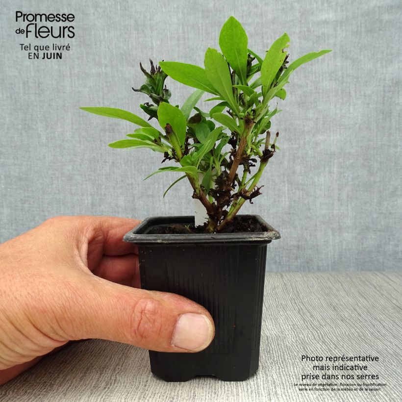 Esemplare di Penstemon Pensham Laura Vasetto da 8/9 cm consegnato in estate