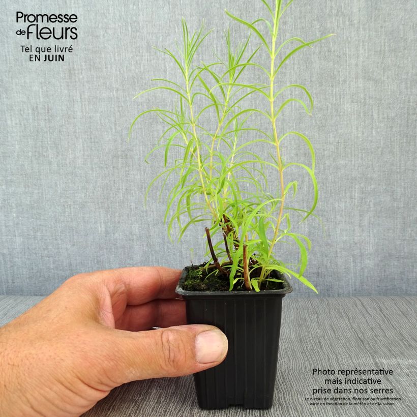 Esemplare di Penstemon Polaris Rose Vasetto da 7/8 cm consegnato in estate