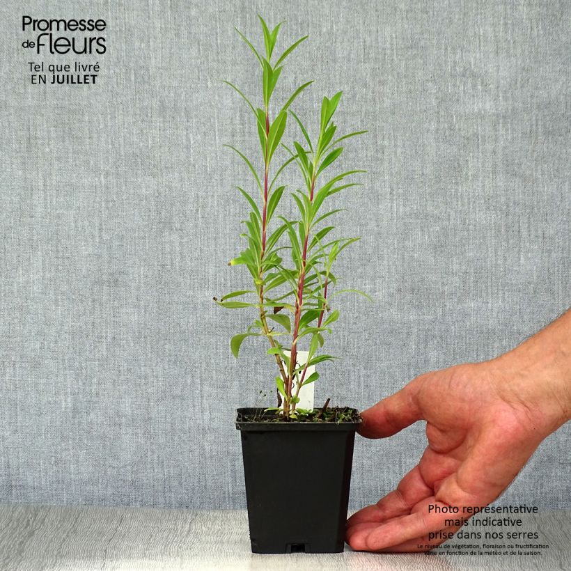 Esemplare di Penstemon Purple Passion Vasetto da 8/9 cm consegnato in estate