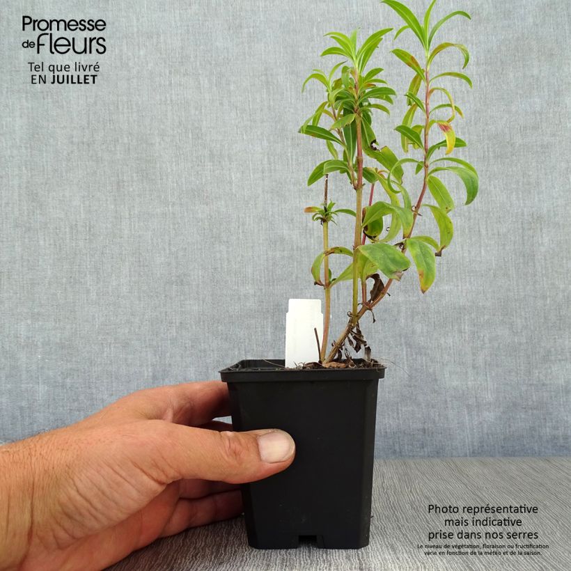 Esemplare di Penstemon Raven Vasetto da 8/9 cm consegnato in estate