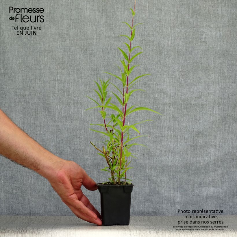 Esemplare di Penstemon Rich Ruby Vasetto da 7/8 cm consegnato in estate