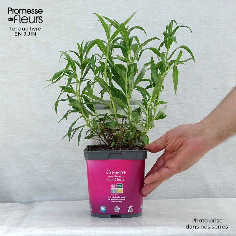 Esemplare di Penstemon Souvenir d'Adrien Régnier Vaso da 2L/3L consegnato in estate