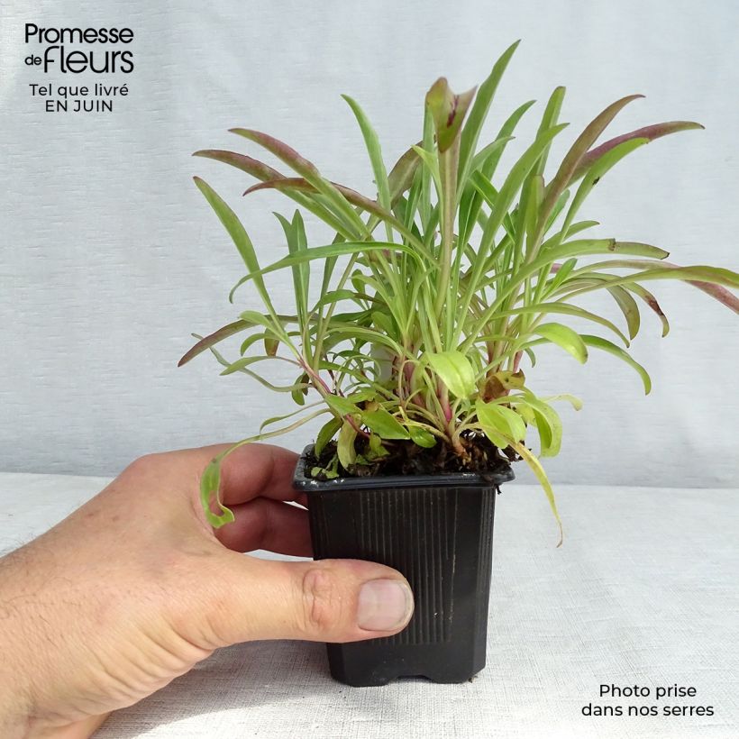 Esemplare di Penstemon barbatus Coccineus Vasetto da 8/9 cm consegnato in estate