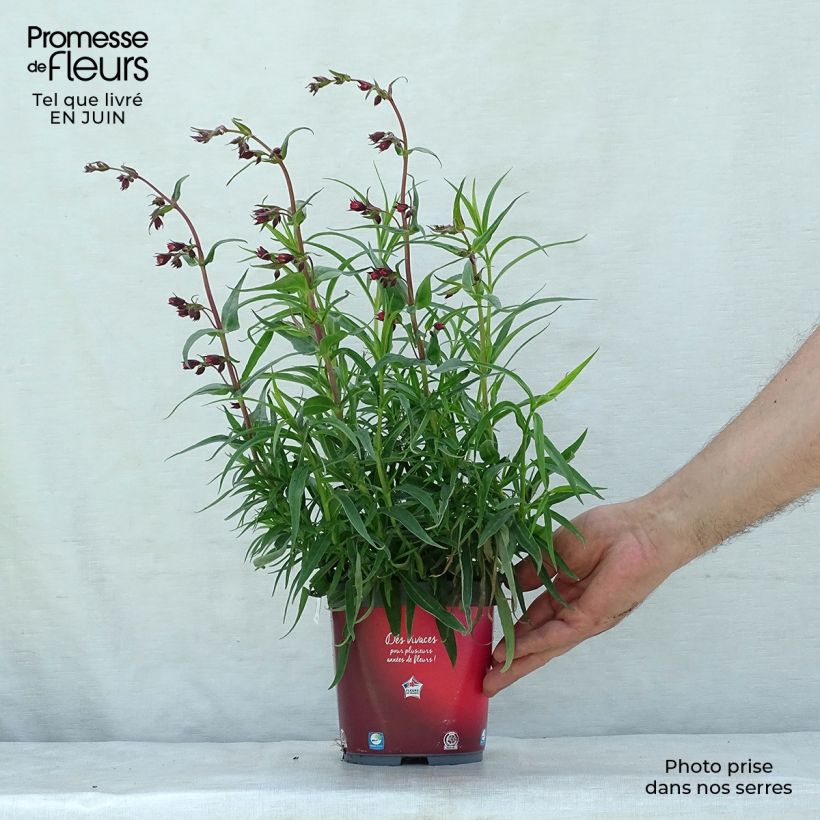 Esemplare di Penstemon barbatus Coccineus Vaso da 2L/3L consegnato in estate