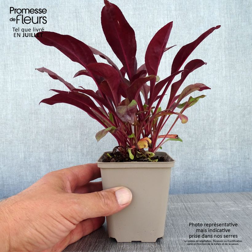 Esemplare di Penstemon digitalis Dakota Burgundy Vasetto da 8/9 cm consegnato in estate