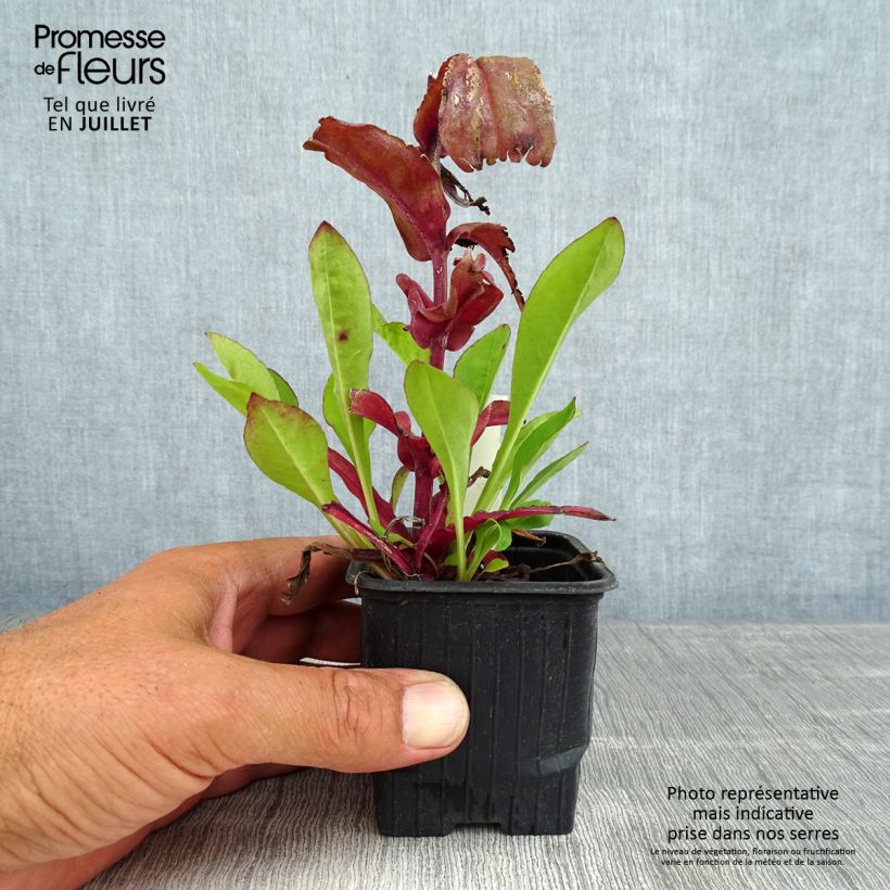 Esemplare di Penstemon digitalis Dakota Verde Vasetto da 8/9 cm consegnato in estate