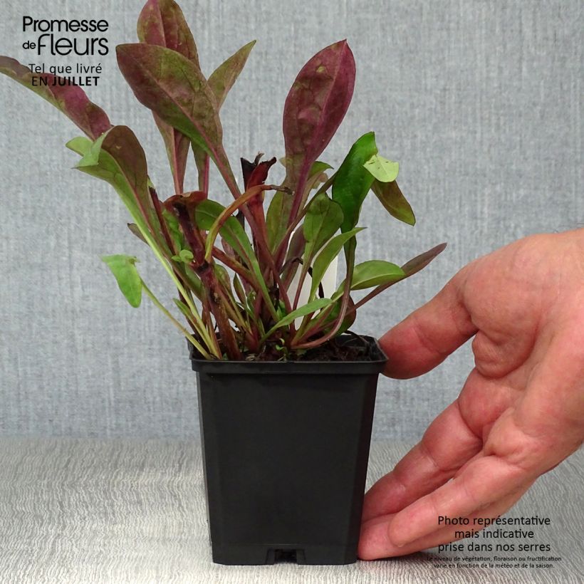 Esemplare di Penstemon digitalis Dark Towers Vasetto da 8/9 cm consegnato in estate