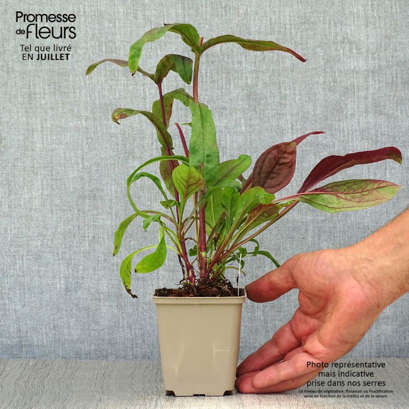 Esemplare di Penstemon digitalis Pocahontas Vasetto da 8/9 cm consegnato in estate