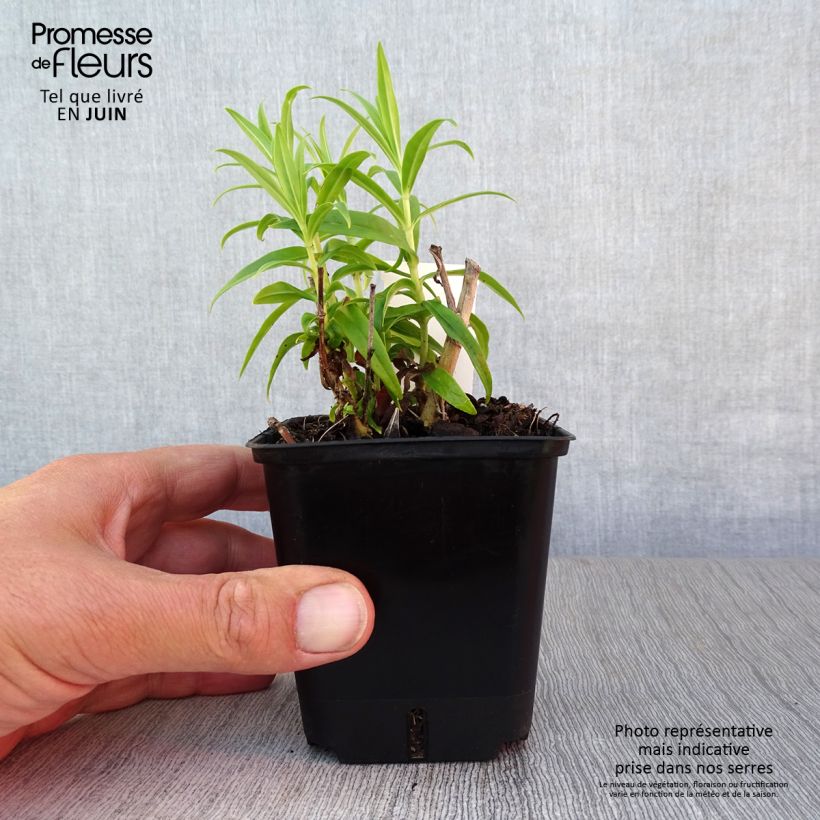 Esemplare di Penstemon Alice Hindley Vasetto da 8/9 cm consegnato in estate