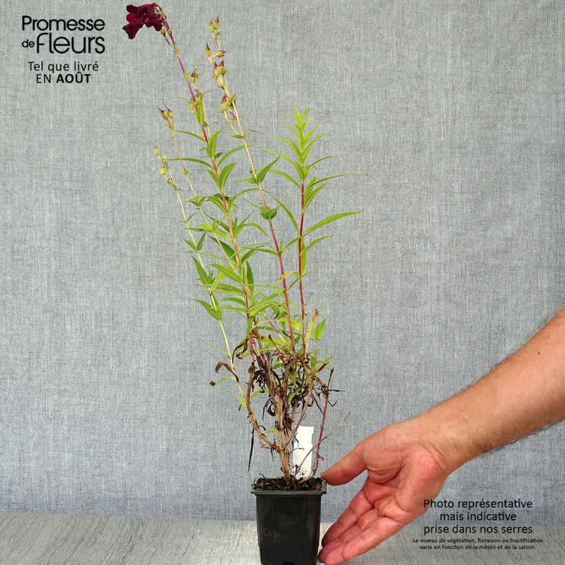 Esemplare di Penstemon Blackbird Vasetto da 7/8 cm consegnato in estate