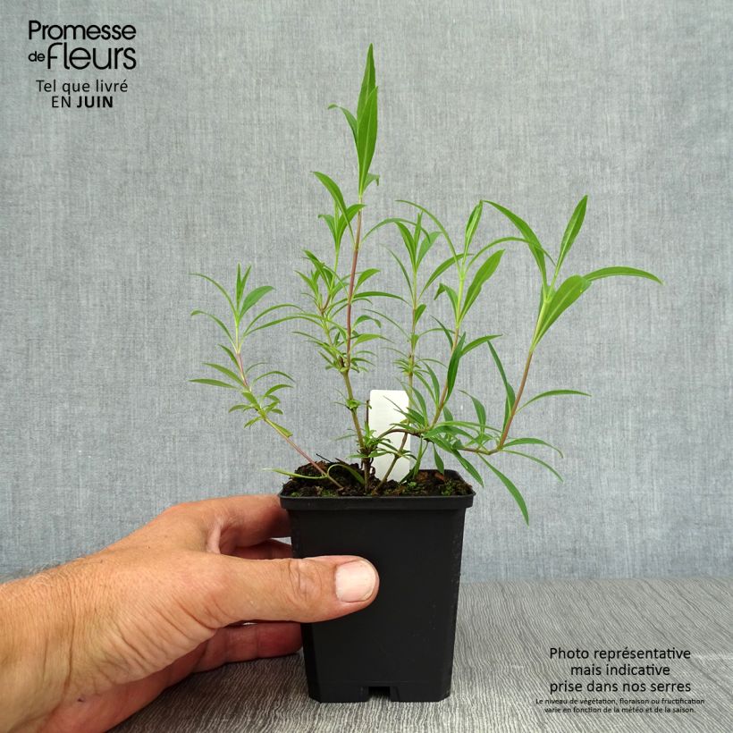 Esemplare di Penstemon Garnet Vasetto da 8/9 cm consegnato in estate