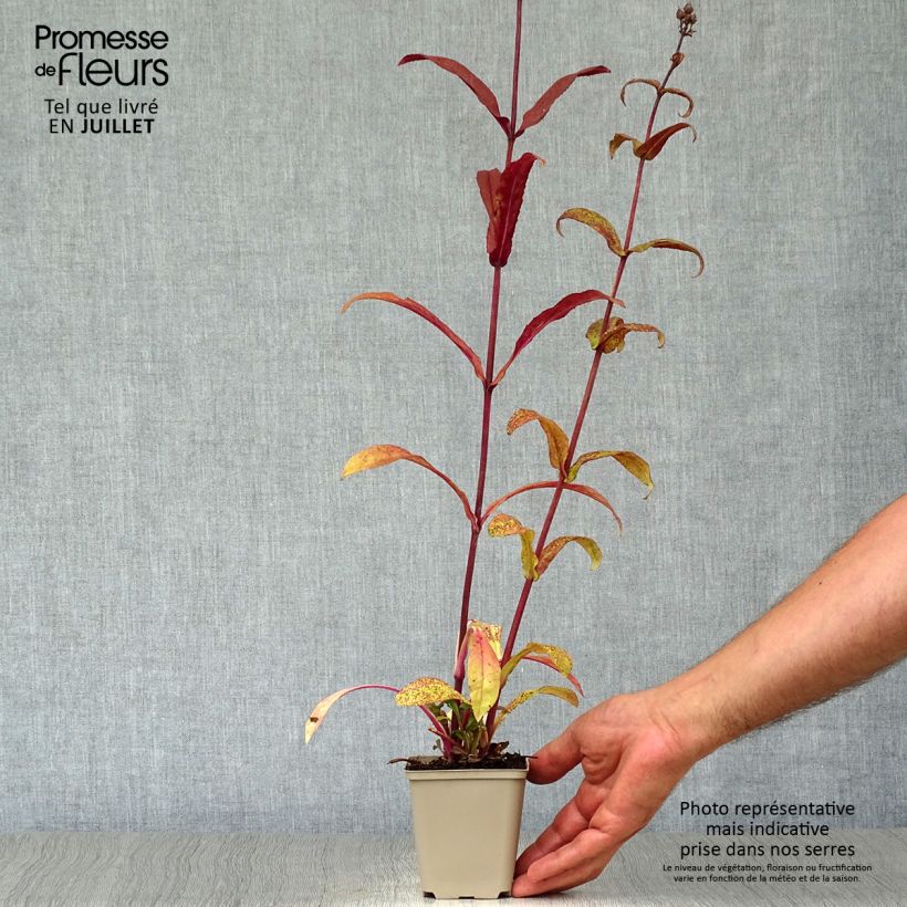 Esemplare di Penstemon digitalis Husker Red Vasetto da 8/9 cm consegnato in estate