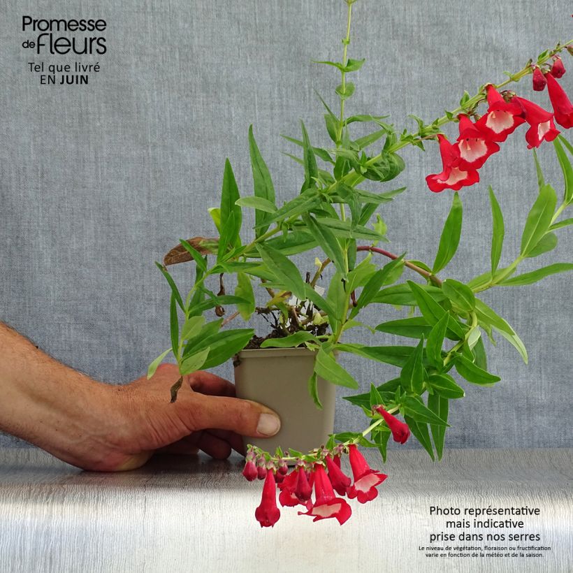 Esemplare di Penstemon Rubicundus Vasetto da 8/9 cm consegnato in estate